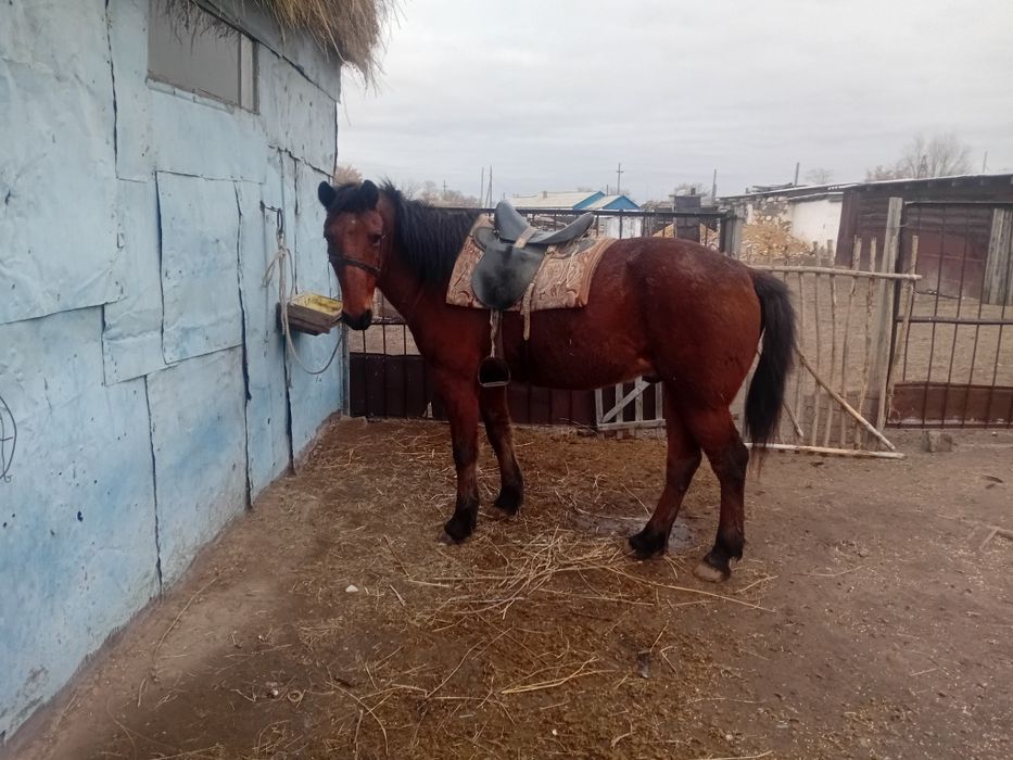 Продам коня, скакун