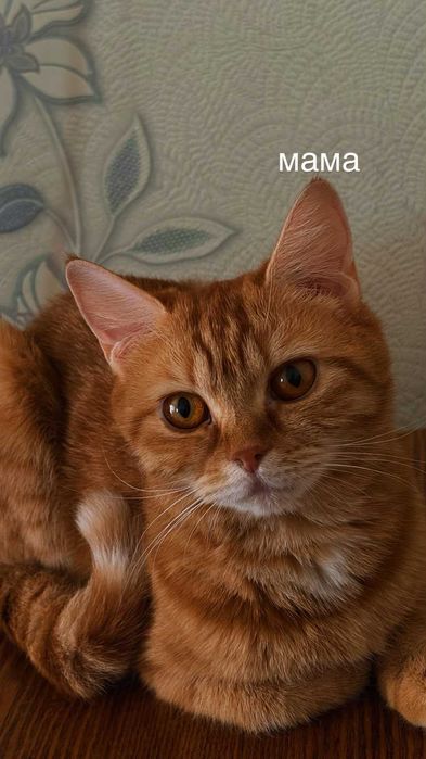 Отдам красивых котят