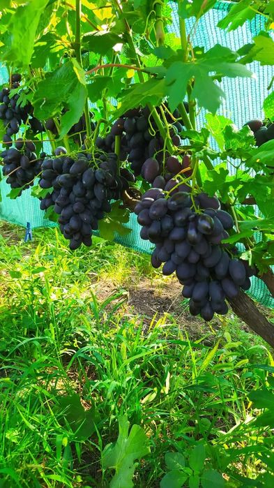 Vita de vie soiuri pentru boltă