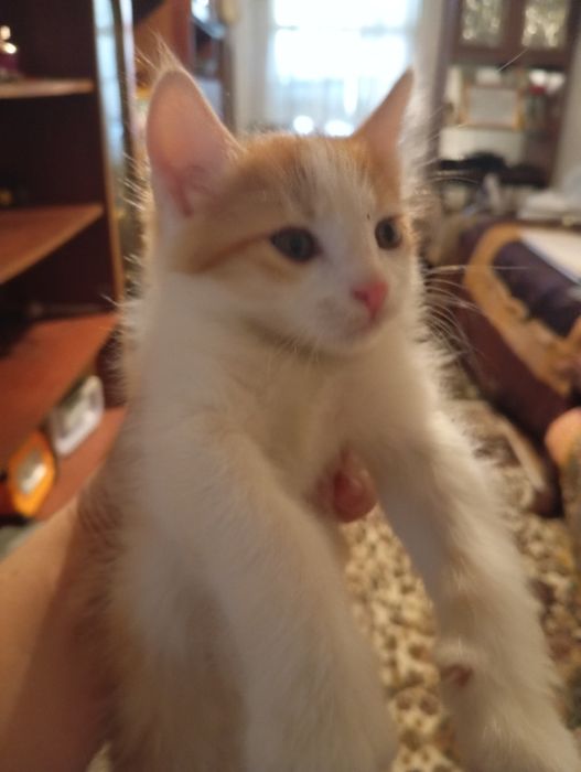 Отдам котенка в добрые руки.