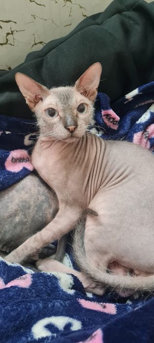 Котенок породы Сфинкс