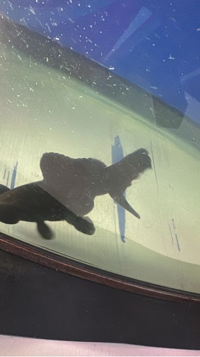 Продам Золотых  рыбок