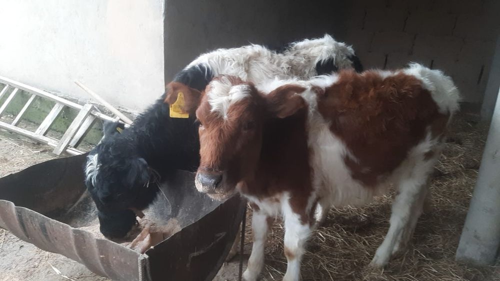 ТАНА жасынан асқан