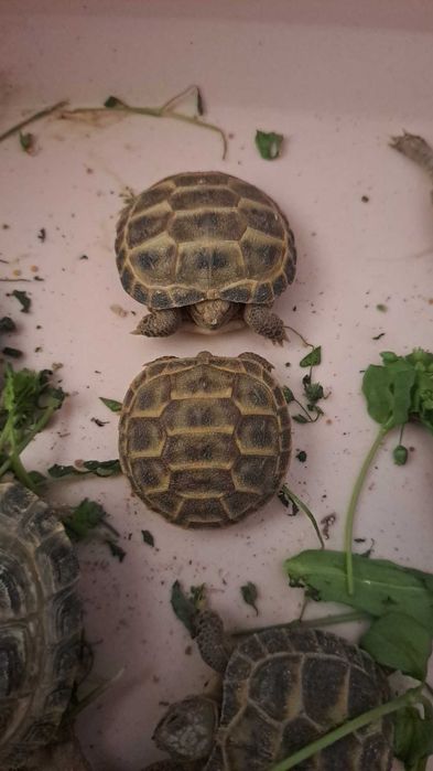 Toshbaqa черепаха арзон