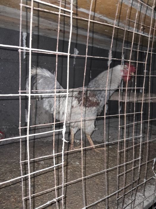 Продаются петухи