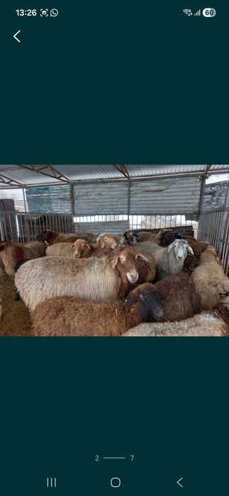 Продаю баранов на выбор