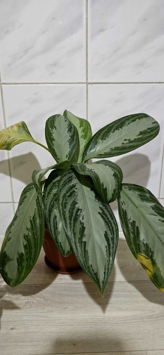 Продаётся комнатные цветы