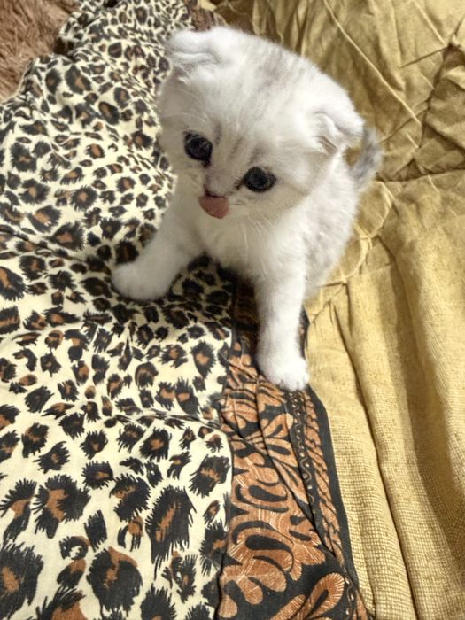 Продается шиншилла скотиш фолд