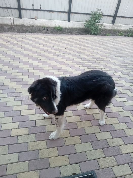 Donez caine ciobănesc de bucovina