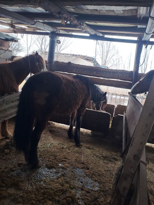 Семіз туу биелер сатылады