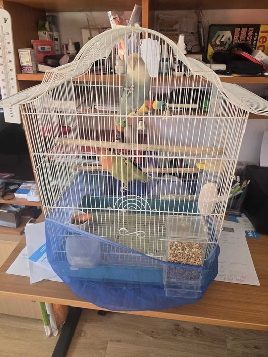 Agapornis, canari rosii, turturele si zebre australiene de vanzare