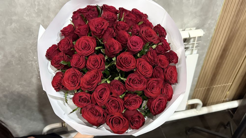 Красные розы 51шт