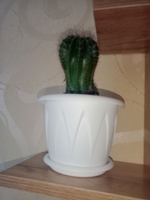 Цветы комнатные .