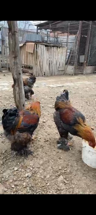 Куропатч.Адлер әтештері сатылады