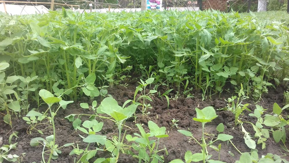 Разсад Домат, Пипер, Чубрица и др.