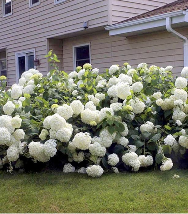 Продам гортензию кустовую