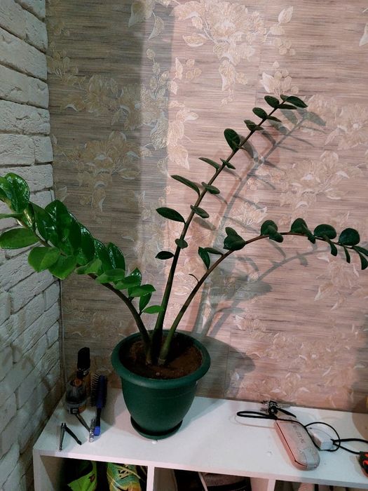 Продам цветы женское счастье.