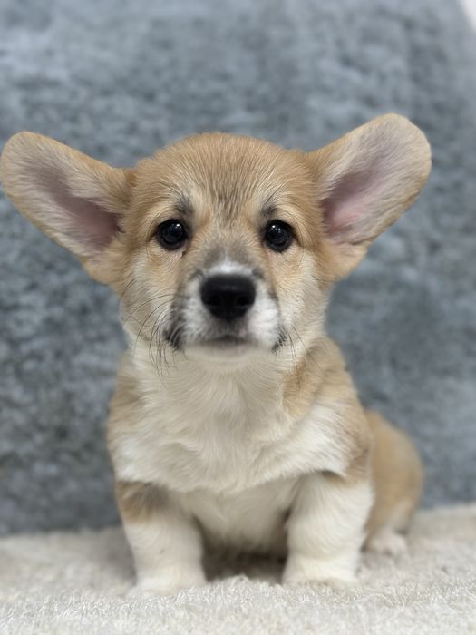 Супер малыш вельш корги