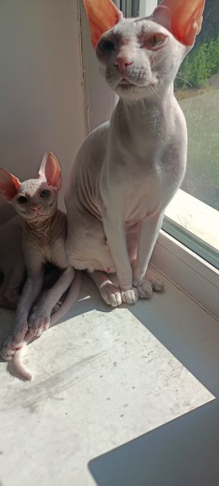 Котик сфинкс  два с половиной месяца.