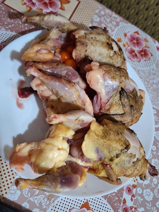 Prepelite giganta polara, japoneza mare , jumbo-gold ,celadon