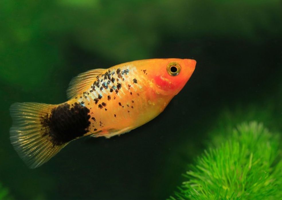 Продам рыбки для аквариума.