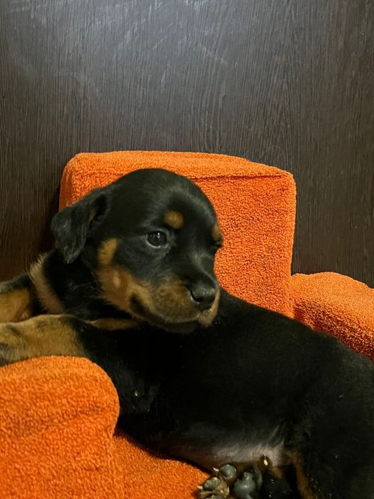 Щенки ротвейлера