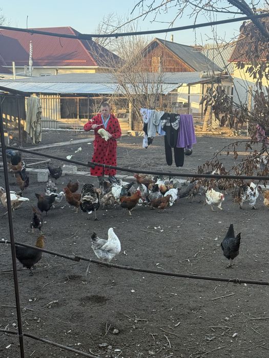 Продам курочек уже несутся