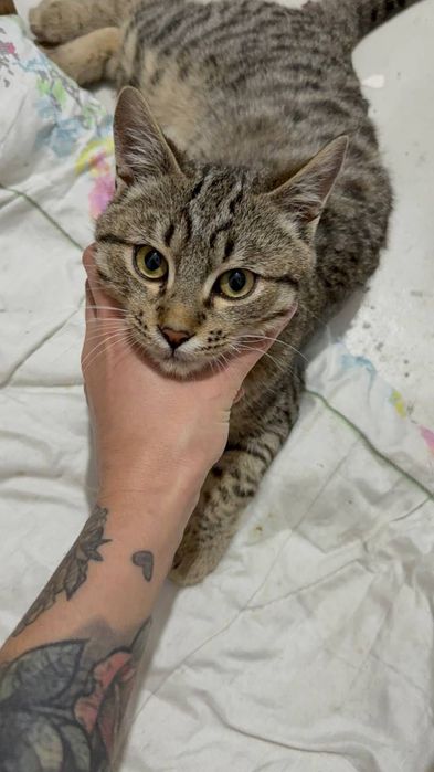 Отдам даром котенка мальчик