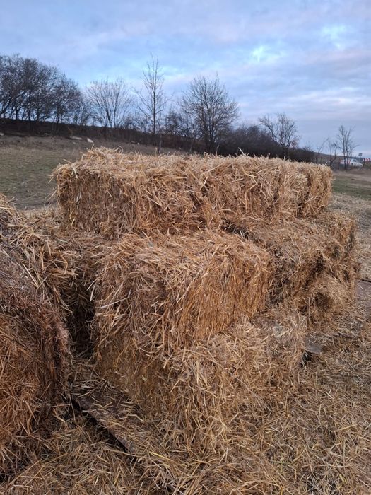 Vand baloti mici paie