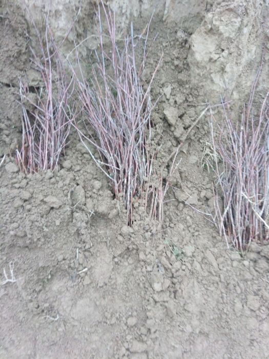 Gilos koʻchat. Gilos