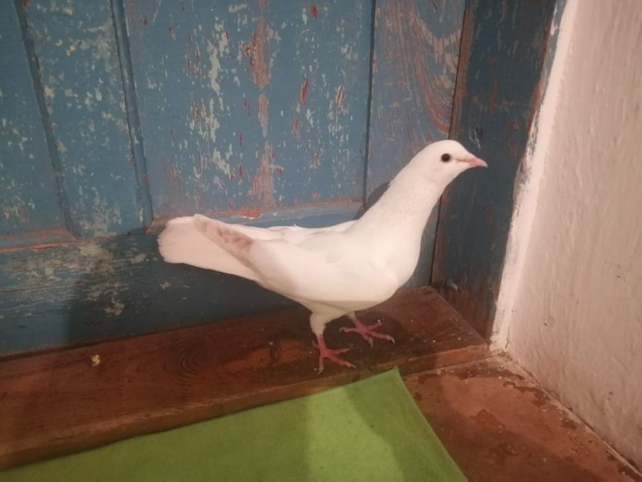 Көгершіндер сатылады