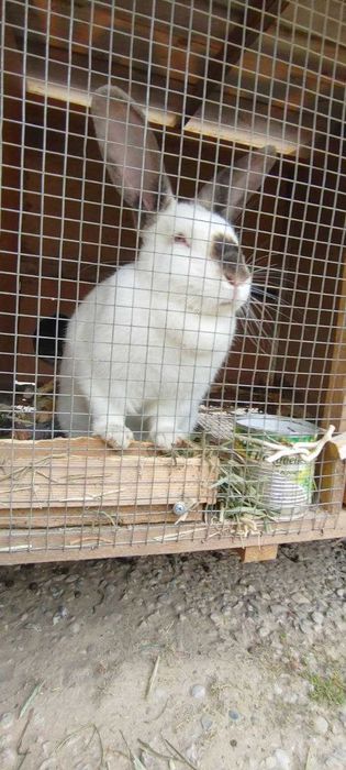 Қуён болалари сотилади. 35 000 дан 100 000 гача.