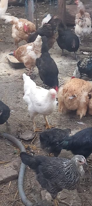 Găini De țară de un an crescute natural