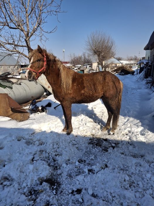 Продам жеребца срочно