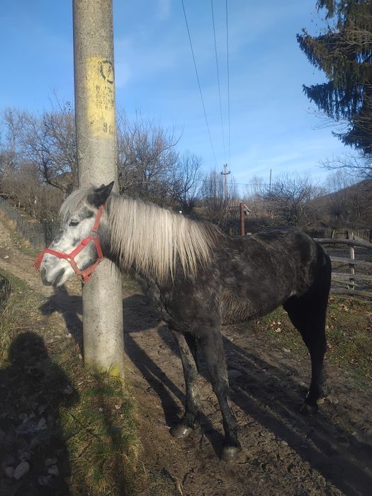 De vânzare sau schimb pe oi