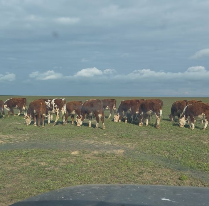 Еркек баспактар сатылады
