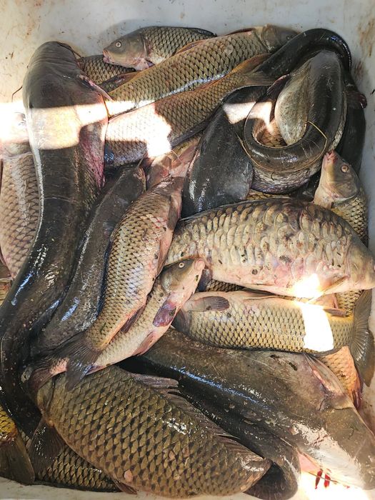 Raci de apă dulce vii 80 lei/kg