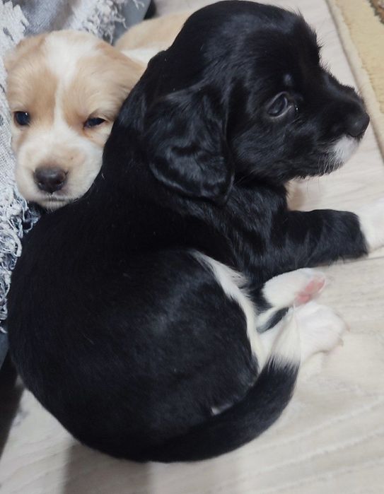 Спаниели. Щенки спаниеля