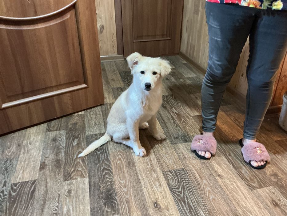 Срочно ищем дом для малышки