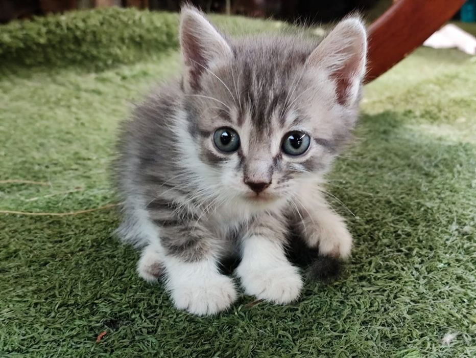 Котята мальчики