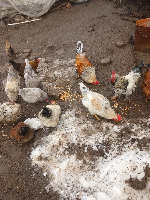 Продам Қораз,Петух