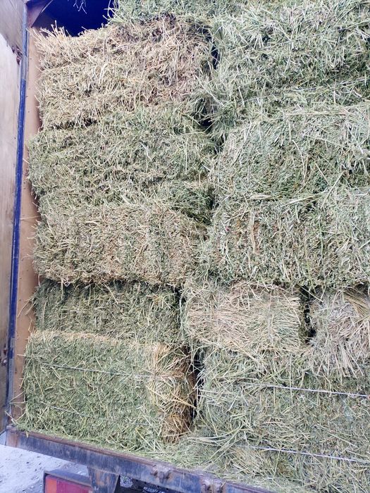 Беда прес сотилади