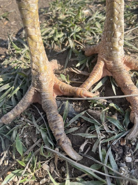 Продам даканиху.