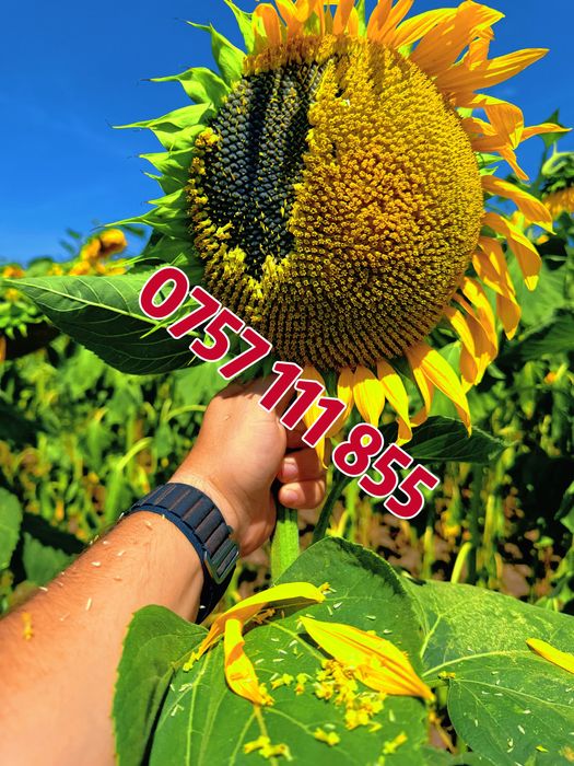 Samanta floarea soarelui si porumb