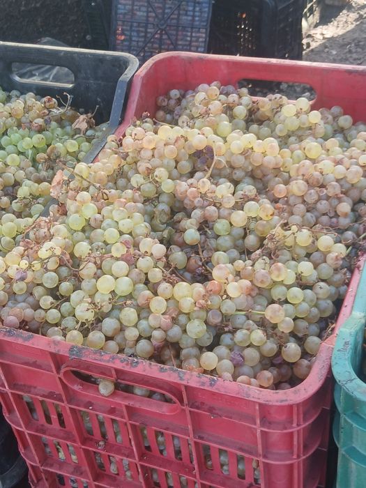 Struguri de vin cu transportul gratuit la domiciliu