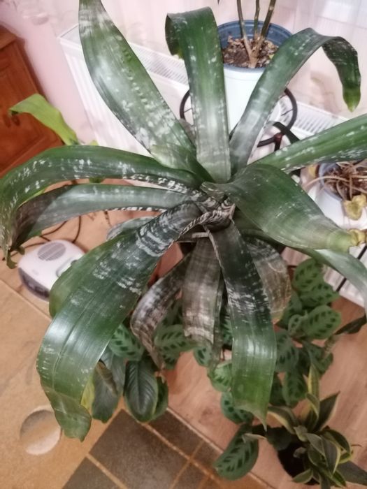 Стайни, саксийни цветя