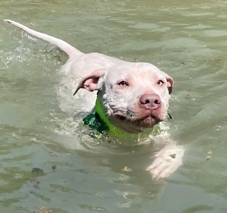 GPS Tracker ДжиПиЕс тракер за ловно куче Hunter pro IK122 водоустойчив