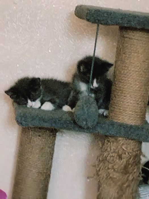 Кошка с котятами