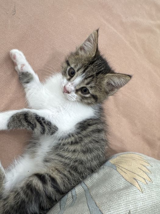 Отдам в хорошие руки