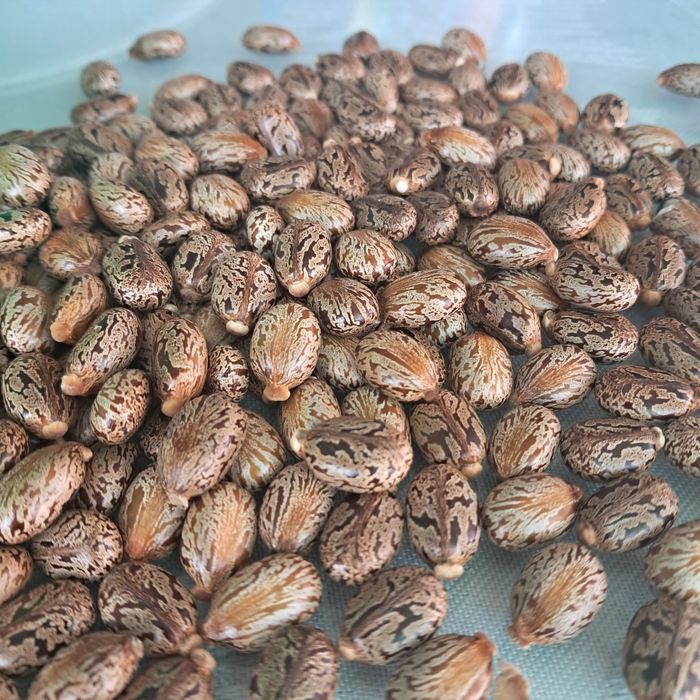 Семена от растение рицин